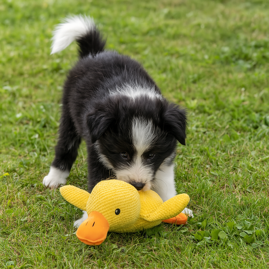 Canard en peluche qui couine