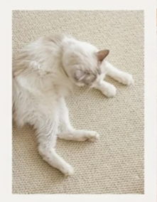 Tapis à gratter tigre 