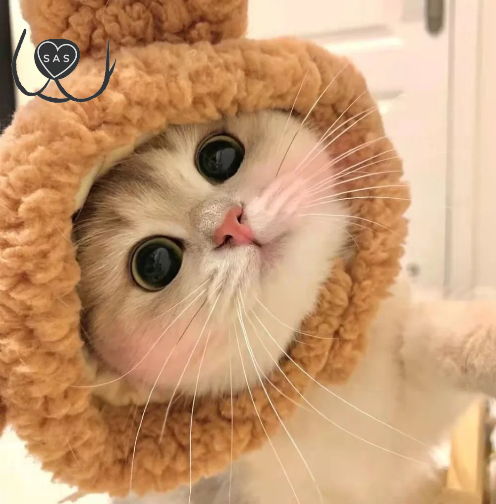 Cute Refined Cat Hat Plush Elastic Winter Pet Hat Puppy Kittens Knitted Hat Party Cosplay Props Decoration Cat Accessories Pet